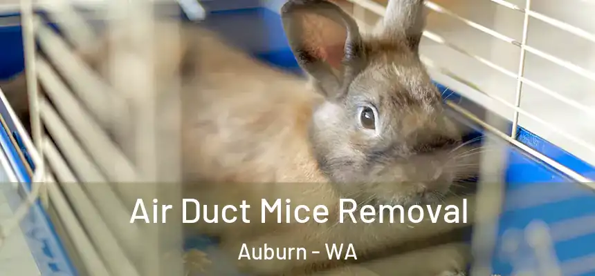 Air Duct Mice Removal Auburn - WA