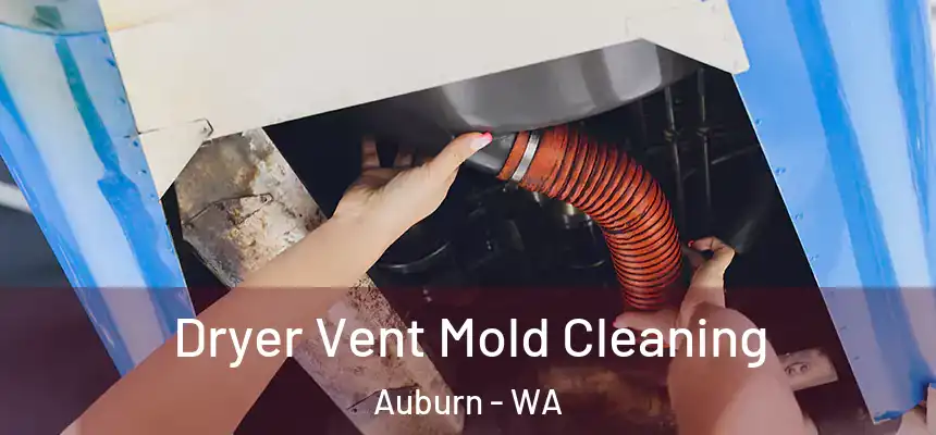Dryer Vent Mold Cleaning Auburn - WA
