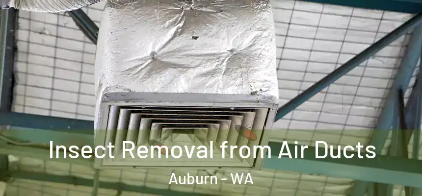 Insect Removal from Air Ducts Auburn - WA