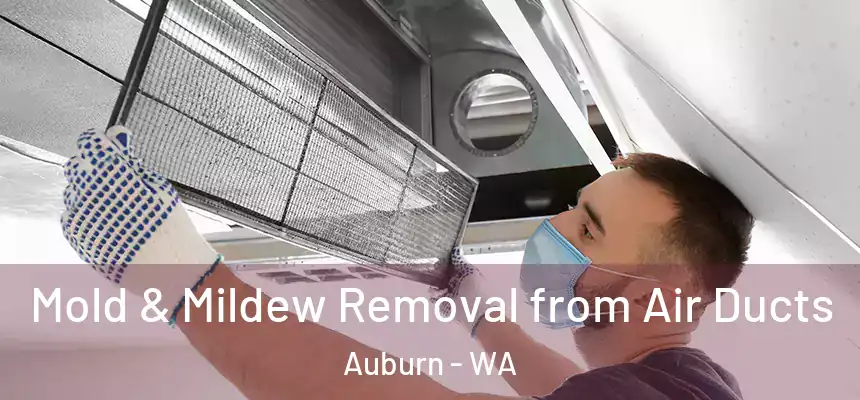 Mold & Mildew Removal from Air Ducts Auburn - WA