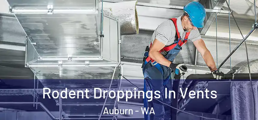 Rodent Droppings In Vents Auburn - WA